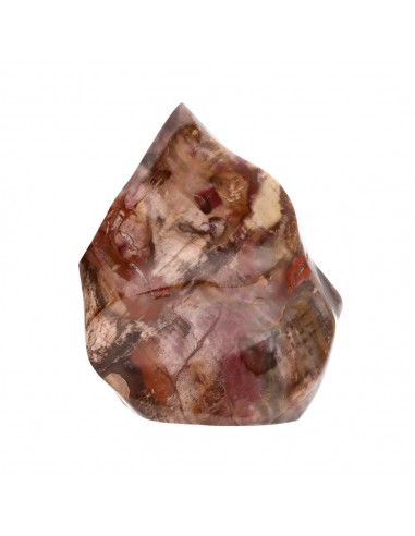 Xylophallus PX2 forma polida