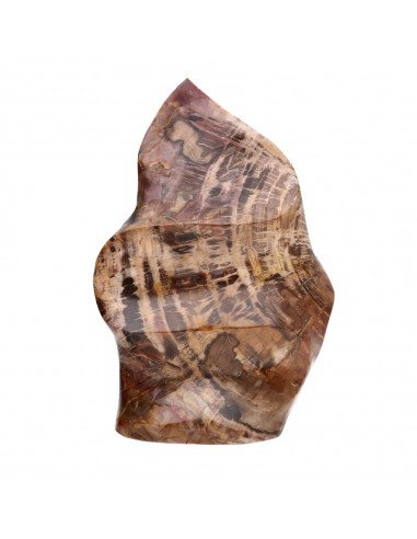 Xylophallus Forme polie PX4