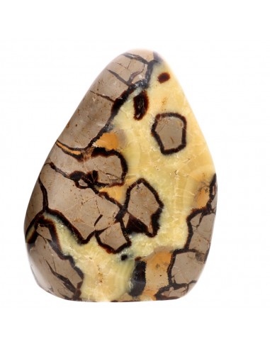 Septaria forma polida (N)