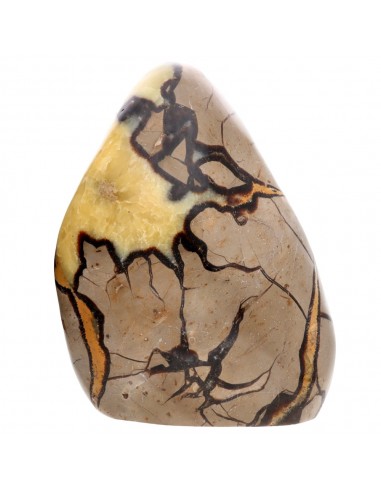 Septaria forma polida (N)