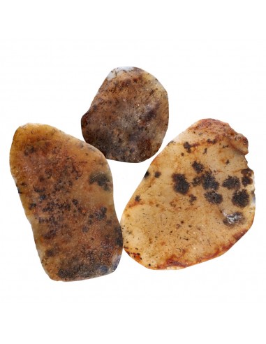 Semipolished dendritic agate