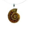 Pendant Ammonite