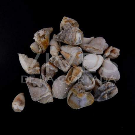 Conchas cristalizadas (Embalagem 10gr)