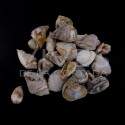 Conchas cristalizadas (Embalagem 10gr)
